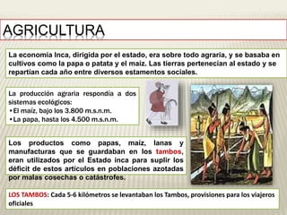 AGRICULTURA 
La economía Inca, dirigida por el estado, era sobre todo agraria, y se basaba en 
cultivos como la papa o patata y el maíz. Las tierras pertenecían al estado y se 
repartían cada año entre diversos estamentos sociales. 
La producción agraria respondía a dos 
sistemas ecológicos: 
•El maíz, bajo los 3.800 m.s.n.m. 
•La papa, hasta los 4.500 m.s.n.m. 
Los productos como papas, maíz, lanas y 
manufacturas que se guardaban en los tambos, 
eran utilizados por el Estado inca para suplir los 
déficit de estos artículos en poblaciones azotadas 
por malas cosechas o catástrofes. 
LOS TAMBOS: Cada 5-6 kilómetros se levantaban los Tambos, provisiones para los viajeros 
oficiales 
 