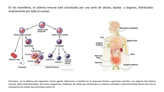 En los mamíferos, el sistema inmune está constituido por una serie de células, tejidos y órganos, distribuidos
ampliamente por todo el cuerpo.
Participan en la defensa del organismo contra agente infecciosos y también en la respuesta frente a partículas extrañas. Los órganos del sistema
inmune están interconectados por vasos sanguíneos y linfáticos, de modo que constituyen un sistema unificado e intercomunicado dentro del cual se
transportan las células que participan junto a él.
 