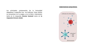 Los principales componentes de la inmunidad
adaptativa o especifica son los linfocitos. Estas células
se encuentran en la sangre y en la linfa e intervienen
tanto en la respuesta inmune humoral como en la
respuesta inmune celular.
 