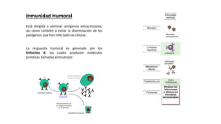 Inmunidad Humoral
Está dirigida a eliminar antígenos extracelulares,
así como también a evitar la diseminación de los
patógenos que han infectado las células.
La respuesta humoral es generada por los
linfocitos B, los cuales producen moléculas
proteicas llamadas anticuerpos
 
