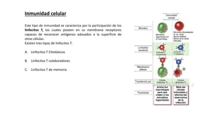 Inmunidad celular
Este tipo de inmunidad se caracteriza por la participación de los
linfocitos T, los cuales poseen en su membrana receptores
capaces de reconocer antígenos adosados a la superficie de
otras células.
Existen tres tipos de linfocitos T:
A. Linfocitos T Citotóxicos
B. Linfocitos T colaboradores
C. Linfocitos T de memoria
 