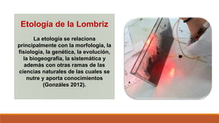 Etología de la Lombriz
La etología se relaciona
principalmente con la morfología, la
fisiología, la genética, la evolución,
la biogeografía, la sistemática y
además con otras ramas de las
ciencias naturales de las cuales se
nutre y aporta conocimientos
(Gonzáles 2012).
 