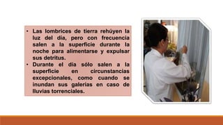 • Las lombrices de tierra rehúyen la
luz del día, pero con frecuencia
salen a la superficie durante la
noche para alimentarse y expulsar
sus detritus.
• Durante el día sólo salen a la
superficie en circunstancias
excepcionales, como cuando se
inundan sus galerías en caso de
lluvias torrenciales.
 
