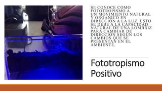 Fototropismo
Positivo
SE CONOCE COMO
FOTOTROPISMO A
UN MOVIMIENTO NATURAL
Y ORGÁNICO EN
DIRECCIÓN A LA LUZ. ESTO
SE DEBE A LA CAPACIDAD
NATURAL DE UNA LOMBRIZ
PARA CAMBIAR DE
DIRECCIÓN SEGÚN LOS
CAMBIOS QUE SE
PRESENTAN EN EL
AMBIENTE.
 