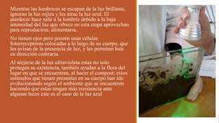 Mientras las lombrices se escapan de la luz brillante,
ignoran la luz rojiza y les atrae la luz azul. El
atardecer hace salir a la lombriz debido a la baja
intensidad del luz que ofrece en esta etapa aprovechan
para reproducirse, alimentarse.
No tienen ojos pero poseen unas células
fotorreceptoras colocadas a lo largo de su cuerpo, que
les avisan de la presencia de luz, y les permiten huir
en dirección contraria.
Al alejarse de la luz ultravioleta estas no solo
protegen su existencia, también ayudan a la flora del
lugar en que se encuentran, al hacer el compost; estos
estímulos que tienen presentes en su cuerpo han ido
evolucionando según el ambiente que se encuentren
haciendo que estas tengan más resistencia ante
algunas luces este es el caso de la luz azul
 