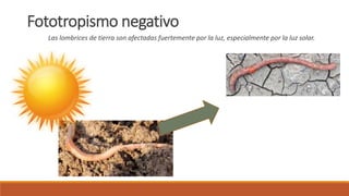Fototropismo negativo
Las lombrices de tierra son afectadas fuertemente por la luz, especialmente por la luz solar.
 