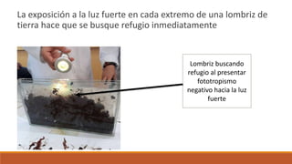 La exposición a la luz fuerte en cada extremo de una lombriz de
tierra hace que se busque refugio inmediatamente
Lombriz buscando
refugio al presentar
fototropismo
negativo hacia la luz
fuerte
 