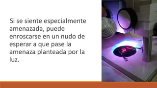Si se siente especialmente
amenazada, puede
enroscarse en un nudo de
esperar a que pase la
amenaza planteada por la
luz.
 