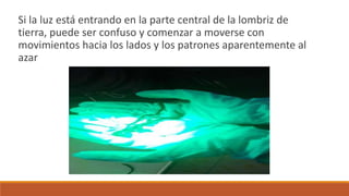 Si la luz está entrando en la parte central de la lombriz de
tierra, puede ser confuso y comenzar a moverse con
movimientos hacia los lados y los patrones aparentemente al
azar
 