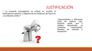 JUSTIFICACIÓN
* La presente investigación se enfocó en analizar el
fototropismo positivo y negativo de las lombrices de tierra en
un ambiente artificial.
* Exponiéndolas a diferentes
luces de colores: roja,
amarilla, verde, azul y
violeta; observando su
conducta, movimientos,
tiempos de reacción y
excavación
 