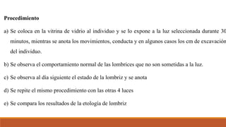 Procedimiento
a) Se coloca en la vitrina de vidrio al individuo y se lo expone a la luz seleccionada durante 30
minutos, mientras se anota los movimientos, conducta y en algunos casos los cm de excavación
del individuo.
b) Se observa el comportamiento normal de las lombrices que no son sometidas a la luz.
c) Se observa al día siguiente el estado de la lombriz y se anota
d) Se repite el mismo procedimiento con las otras 4 luces
e) Se compara los resultados de la etología de lombriz
 