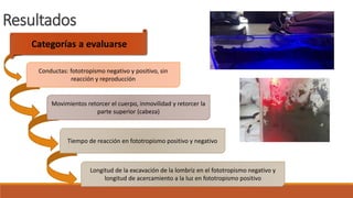 Resultados
Categorías a evaluarse
Conductas: fototropismo negativo y positivo, sin
reacción y reproducción
Movimientos retorcer el cuerpo, inmovilidad y retorcer la
parte superior (cabeza)
Tiempo de reacción en fototropismo positivo y negativo
Longitud de la excavación de la lombriz en el fototropismo negativo y
longitud de acercamiento a la luz en fototropismo positivo
 