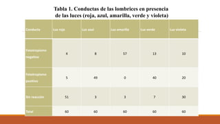 Conducta Luz roja Luz azul Luz amarilla Luz verde Luz violeta
Fototropismo
negativo
4 8 57 13 10
Fototropismo
positivo
5 49 0 40 20
Sin reacción 51 3 3 7 30
Total 60 60 60 60 60
Tabla 1. Conductas de las lombrices en presencia
de las luces (roja, azul, amarilla, verde y violeta)
 