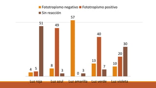 4
8
57
13
10
5
49
0
40
20
51
3 3
7
30
Luz roja Luz azul Luz amarilla Luz verde Luz violeta
Fototropismo negativo Fototropismo positivo
Sin reacción
 