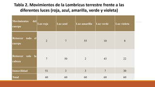Movimientos del
cuerpo
Luz roja Luz azul Luz amarilla Luz verde Luz violeta
Retorcer todo el
cuerpo
2 7 55 10 8
Retorcer solo la
cabeza
7 50 2 43 22
Inmovilidad 51 3 3 7 30
Total 60 60 60 60 60
Tabla 2. Movimientos de la Lombricus terrestre frente a las
diferentes luces (roja, azul, amarilla, verde y violeta)
 