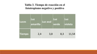 Tabla 3. Tiempo de reacción en el
fototropismo negativo y positivo
Luces
Luz
amarilla
Luz azul
Luz
verde
Luz
violeta
Tiempo 2,4 3,8 8,3 11,54
 