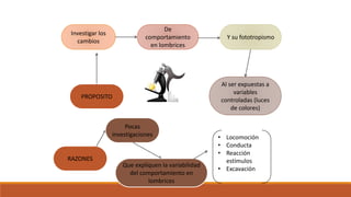PROPOSITO
Investigar los
cambios
De
comportamiento
en lombrices
Al ser expuestas a
variables
controladas (luces
de colores)
Y su fototropismo
RAZONES
Pocas
investigaciones
Que expliquen la variabilidad
del comportamiento en
lombrices
• Locomoción
• Conducta
• Reacción
estímulos
• Excavación
 