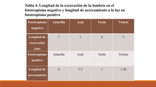 Fototropismo
negativo
Amarilla Azul Verde Violeta
Longitud de
excavación
(cm)
7 1 4 3
Fototropismo
positivo
Amarilla Azul Verde Violeta
Longitud de
acercamiento
0 1.3 1 1.26
Tabla 4. Longitud de la excavación de la lombriz en el
fototropismo negativo y longitud de acercamiento a la luz en
fototropismo positivo
 