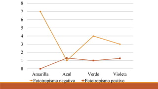 0
1
2
3
4
5
6
7
8
Amarilla Azul Verde Violeta
Fototropismo negativo Fototropismo postivo
 