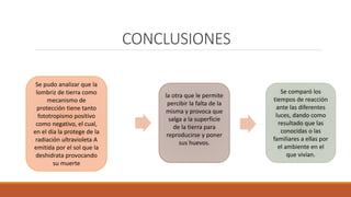 CONCLUSIONES
Se pudo analizar que la
lombriz de tierra como
mecanismo de
protección tiene tanto
fototropismo positivo
como negativo, el cual,
en el día la protege de la
radiación ultravioleta A
emitida por el sol que la
deshidrata provocando
su muerte
la otra que le permite
percibir la falta de la
misma y provoca que
salga a la superficie
de la tierra para
reproducirse y poner
sus huevos.
Se comparó los
tiempos de reacción
ante las diferentes
luces, dando como
resultado que las
conocidas o las
familiares a ellas por
el ambiente en el
que vivían.
 