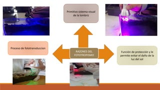 RAZONES DEL
FOTOTROPISMO
Primitivo sistema visual
de la lombriz
Función de protección y le
permite evitar el daño de la
luz del sol
Proceso de fototransduccion
 