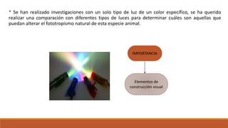 * Se han realizado investigaciones con un solo tipo de luz de un color específico, se ha querido
realizar una comparación con diferentes tipos de luces para determinar cuáles son aquellas que
puedan alterar el fototropismo natural de esta especie animal.
IMPORTANCIA
Elementos de
construcción visual
 