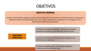 OBJETIVOS
OBJETIVO GENERAL
Analizar el fototropismo negativo y positivo de la lombriz de tierra (lombricus terrestre) mediante la exposición a
diferentes colores de luces (amarilla, azul, roja, verde y violeta) para compararlo con su etología normal y
observar los cambios que les produce.
OBJETIVOS
ESPECÍFICOS
Identificar los cambios etológicos (movimiento, conducta,
excavación) inducidos por las diferentes tipos de luces.
Comparar los tiempos de reacción de los individuos a las
diferentes luces expuestas.
Analizar las posibles causas a los cambios etológicos
producidos por las diferentes luces.
 