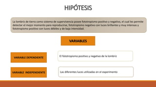 HIPÓTESIS
La lombriz de tierra como sistema de supervivencia posee fototropismo positivo y negativo, el cual les permite
detectar el mejor momento para reproducirse, fototropismo negativo con luces brillantes y muy intensas y
fototropismo positivo con luces débiles y de baja intensidad.
VARIABLES
VARIABLE DEPENDIENTE
VARIABLE INDEPENDIENTE
El fototropismo positivo y negativo de la lombriz
Las diferentes luces utilizadas en el experimento
 
