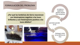 en toda su
epidermis
poseen células
foto-receptivas
permiten percibir
la luz
Distinguir entre
la luz dañina y la
leve
FORMULACION DEL PROBLEMA
¿Por qué las lombrices de tierra reaccionan
con fototropismo negativo a las luces
brillantes y con fototropismo positivo a las
luces débiles?
 