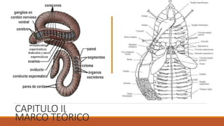 CAPITULO II
MARCO TEÓRICO
 
