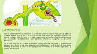 LA FOTOSÍNTESIS:
Una de las características esenciales de la vida es el consumo de energía, ya que todos los
procesos vitales sólo se producen si disponen de ella. Todos los vegetales obtienen esa
energía de la luz solar. En ellos, el proceso de captación y transformación de dicha energía
en compuestos biológicamente aprovechables (“alimento-energía”) se denomina
fotosíntesis.
Las plantas utilizan la clorofila o pigmento fotosintético ya que tiene la capacidad de
absorber energía de la luz solar, especialmente la luz roja, y cederla para la síntesis de
hidratos de carbono a partir de dos compuestos disponibles en el medio: agua (H2O) y
dióxido de carbono (CO2).
 