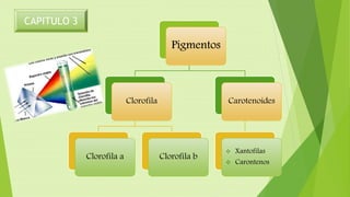 Pigmentos
Clorofila
Clorofila a Clorofila b
Carotenoides
 Xantofilas
 Carontenos
CAPITULO 3
 