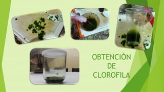 OBTENCIÓN
DE
CLOROFILA
 