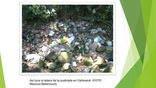 Así luce la ladera de la quebrada en Cañaveral. (FOTO
Mauricio Betancourt)
 