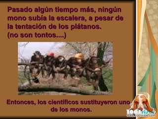 Pasado algún tiempo más, ningún mono subía la escalera, a pesar de la tentación de los plátanos. (no son tontos....) Entonces, los científicos sustituyeron uno de los monos. 