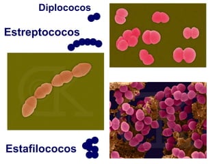 Diapositivas Tema 02 Estructura Y Morfolog A Bacterianas PPT