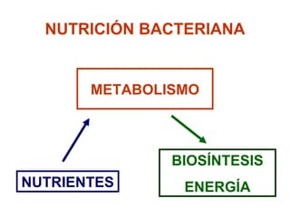 NUTRIENTES NUTRICIÓN BACTERIANA METABOLISMO BIOSÍNTESIS ENERGÍA 
