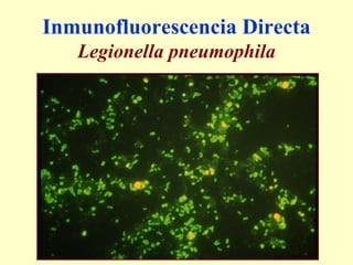 Diapositivas Tema 11. Diagnostico General De Las Enfermedades ...