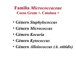 Familia  Micrococcaceae Cocos Gram +. Catalasa + ,[object Object],[object Object],[object Object],[object Object],[object Object]