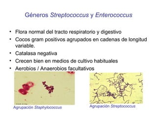 Géneros  Streptococcus  y  Enterococcus ,[object Object],[object Object],[object Object],[object Object],[object Object],Agrupación  Staphylococcus Agrupación  Streptococcus 