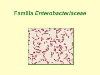 Familia  Enterobacteriaceae 