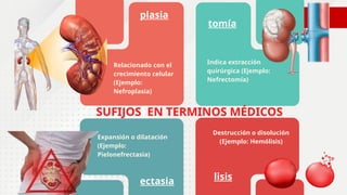 SUFIJOS EN TERMINOS MÉDICOS
plasia
lisis
tomía
ectasia
Relacionado con el
crecimiento celular
(Ejemplo:
Nefroplasia)
Indica extracción
quirúrgica (Ejemplo:
Nefrectomía)
Expansión o dilatación
(Ejemplo:
Pielonefrectasia)
Destrucción o disolución
(Ejemplo: Hemólisis)
 