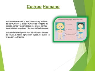 El cuerpo humano es la estructura física y material
del ser humano. El cuerpo humano se compone de
cabeza, tronco y extremidades; los brazos son las
extremidades superiores y las piernas las inferiores.
El cuerpo humano posee más de cincuenta billones
de células. Éstas se agrupan en tejidos, los cuales se
organizan en órganos.
Cuerpo Humano
 