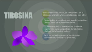 TIROSINA
Es un aminoácido neutro. Su símbolo es Y en el
código de una letra y Tyr en el código de tres letras
Fue descubierto por el químico alemán Justus Von
Liebig a partir de la proteína Caseína
Es necesaria para la formación de Melanina,
pigmento oscuro que protege de los efectos
dañinos de la luz ultra violeta
Participa en las funciones de las glándulas
suprarrenales, tiroides y la pituitaria .
 
