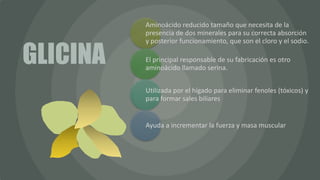 Aminoácido reducido tamaño que necesita de la
presencia de dos minerales para su correcta absorción
y posterior funcionamiento, que son el cloro y el sodio.
El principal responsable de su fabricación es otro
aminoácido llamado serina.
Utilizada por el hígado para eliminar fenoles (tóxicos) y
para formar sales biliares
Ayuda a incrementar la fuerza y masa muscular
GLICINA
 