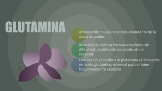 Aminoácido no esencial más abundante de la
masa muscular.
Atraviesa la barrera hematoencefálica sin
dificultad , resultando un combustible
cerebral.
Una vez en el cerebro la glutamina se convierte
en ácido glutámico, esencial para el buen
funcionamiento cerebral.
GLUTAMINA
 
