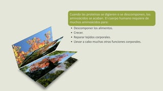 Cuando las proteínas se digieren o se descomponen, los
aminoácidos se acaban. El cuerpo humano requiere de
muchos aminoácidos para:
• Descomponer los alimentos.
• Crecer.
• Reparar tejidos corporales.
• Llevar a cabo muchas otras funciones corporales.
 