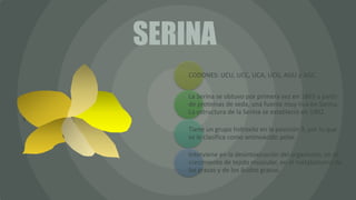 CODONES: UCU, UCC, UCA, UCG, AGU y AGC.
La Serina se obtuvo por primera vez en 1865 a partir
de proteínas de seda, una fuente muy rica en Serina.
La estructura de la Serina se estableció en 1902.
Tiene un grupo hidroxilo en la posición 3, por lo que
se le clasifica como aminoácido polar.
Interviene en la desintoxicación del organismo, en el
crecimiento de tejido muscular, en el metabolismo de
las grasas y de los ácidos grasos.
SERINA
 