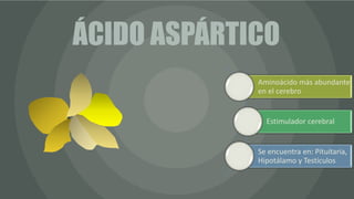 ÁCIDO ASPÁRTICO
Aminoácido más abundante
en el cerebro
Estimulador cerebral
Se encuentra en: Pituitaria,
Hipotálamo y Testículos
 