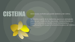 Aminoácido azufrado que puede oxidarse y dar cistina.
Se sintetiza a partir de la metionina, que es un aminoácido
esencial, por medio de dos reacciones: transmetilación, en
la que la metionina se transforma en homocisteína y
transulfuración, en la que la homocisteína pasa a ser cisteína
CISTEINA
 